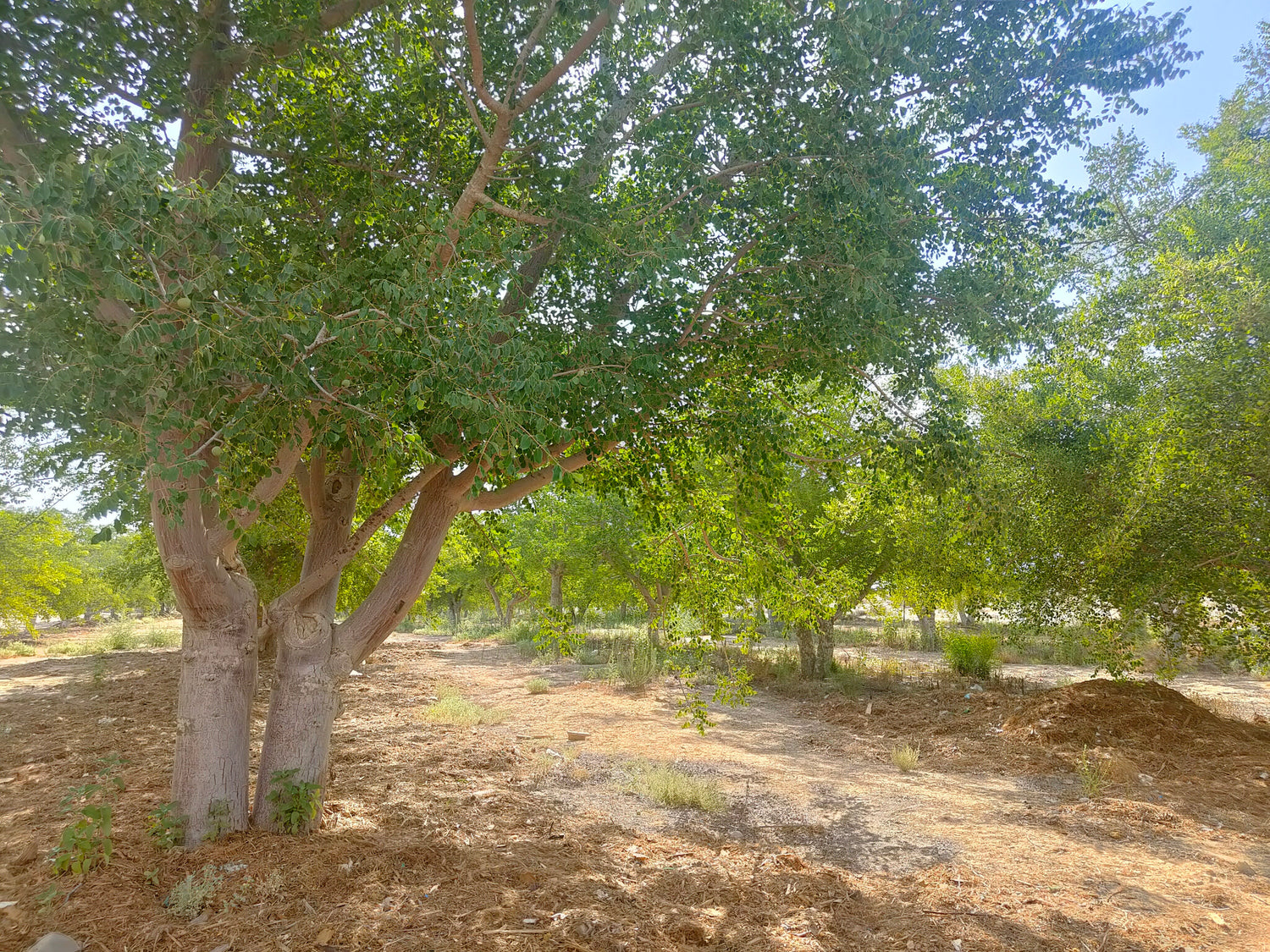 המורשת העתיקה והמתמשכת של עצי המרולה
