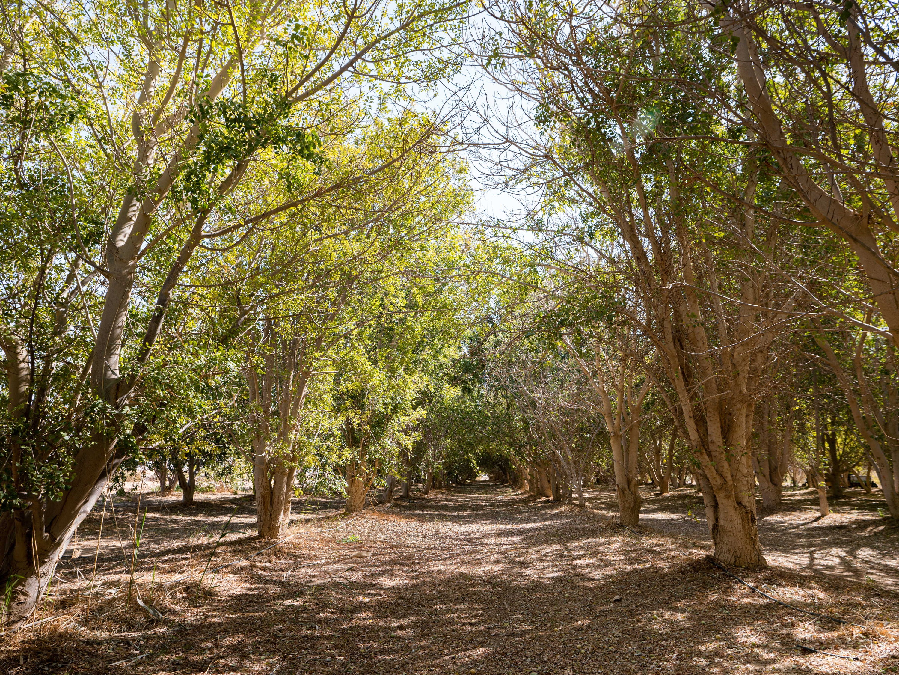 The Ancient and Enduring Legacy of Marula Trees